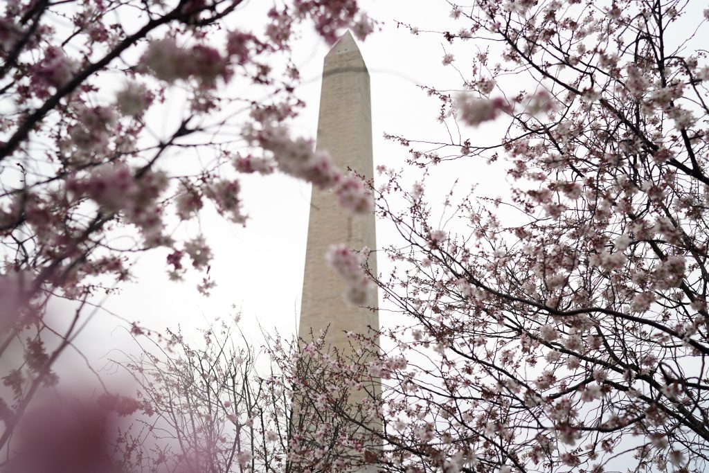 Utsikt över Washington Monument under körsbärsträden