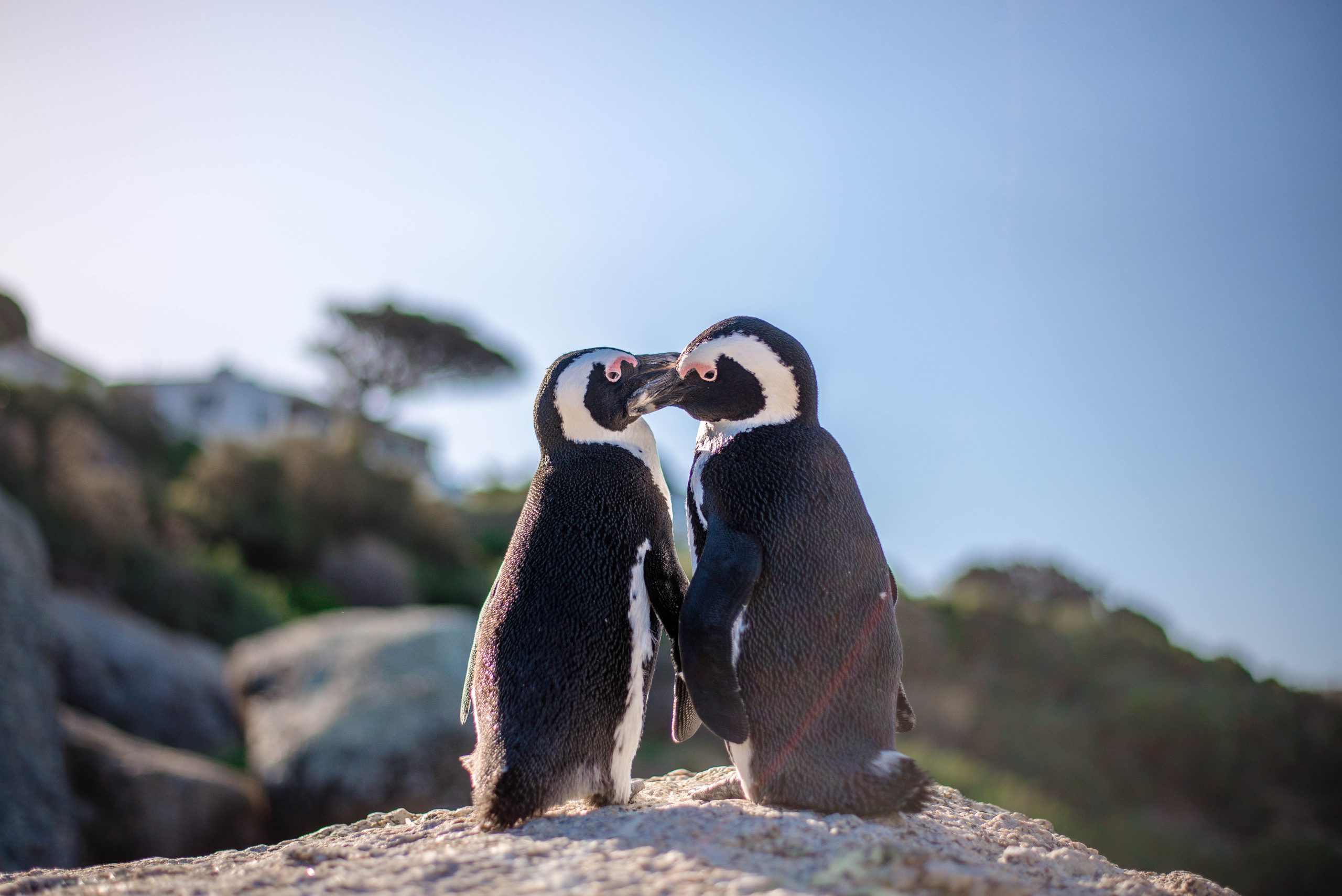 På bilden ser vi två pingviner på Stony Point Penguin Colony i Kapstaden där Liberal Praktik har praktikplatser
