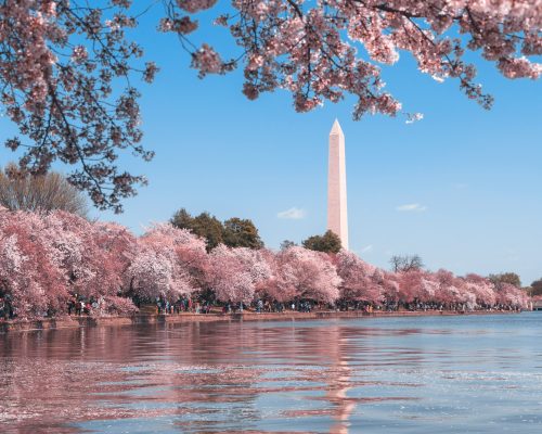 Körsbärsblommning i Washington D.C.